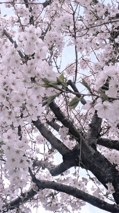 既に一部葉っぱが出始めておった。入学式ギリギリかなぁ、今年は。