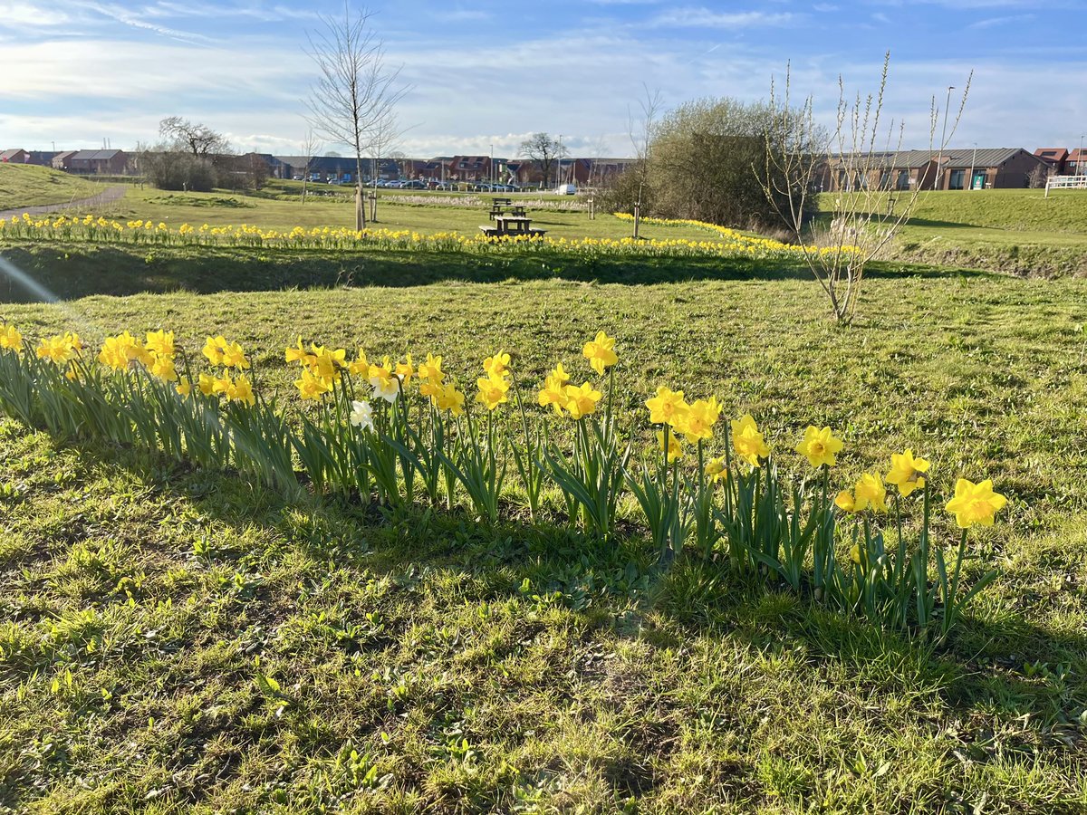 GlenvalePark's tweet photo. Last year, residents came together to plant 3,000 spring bulbs across Glenvale Park—one for every home that will eventually complete the development.

With the arrival of spring, the flowers have brought a vibrant splash of colour to Glenvale Park. https://t.co/2E9DRYnudC