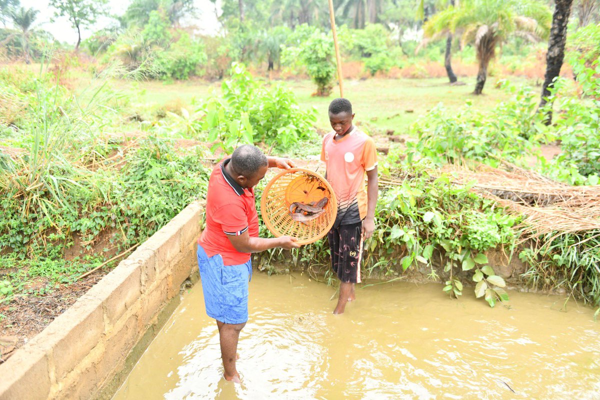 Edmund, a Cameroonian refugee in 🇳🇬, is transforming Adagom, Cross River State.

With 3,000+ fingerlings 🐟 &amp; 230 birds 🐓, he's pioneering climate-smart agriculture &amp; empowering refugees and hosts with sustainable farming and solar tech skills. 

#Sustainability #ClimateAction