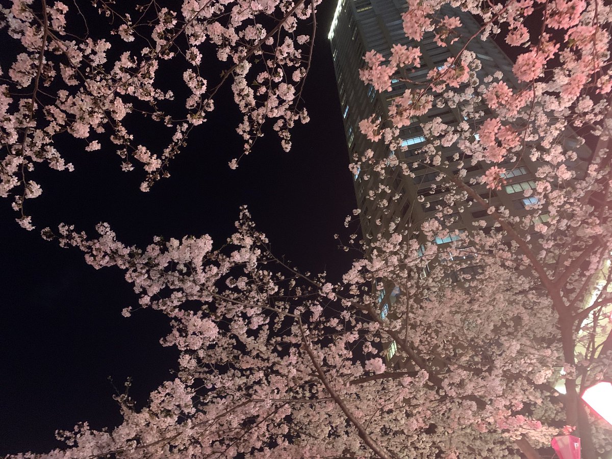 MaSakun0709's tweet photo. きれいな桜と夜空✨
中目黒の駅前は人が多い😳
＃中目黒さくらマップ、＃桜情報 https://t.co/PIfcFI1opf