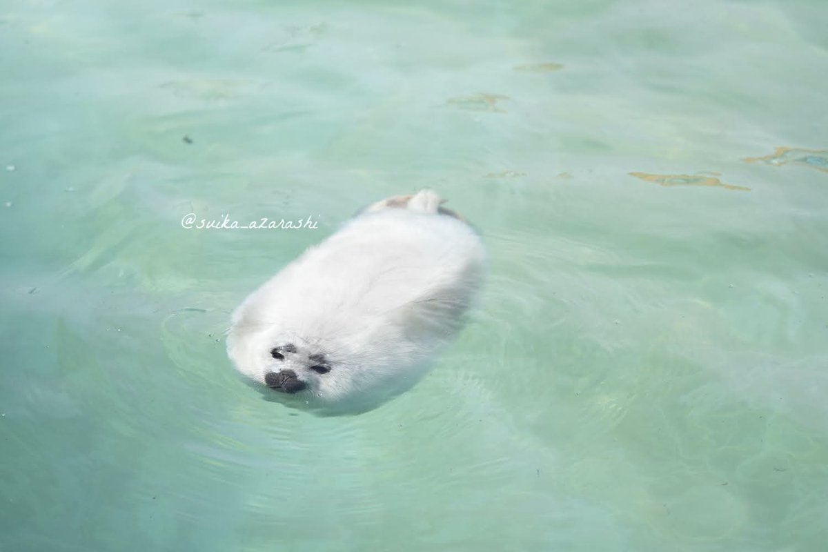 スイカ (@suika_azarashi) / Posts / X