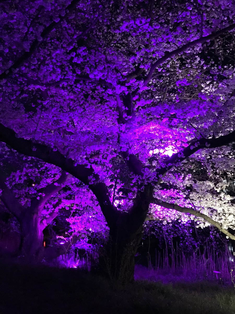 hasuda_iitoko's tweet photo. 金曜の夜
地元・蓮田市の元荒川沿い、桜ライトアップを堪能したよ
限られた予算の中で春の夜長を楽しませてくれて、ありがたいね
#元荒川 #蓮田市 #さくら #桜 #桜ライトアップ #花見 #はすだ観光協会 #ライトアップ #hasudacity #埼玉県 https://t.co/UGhmys840W