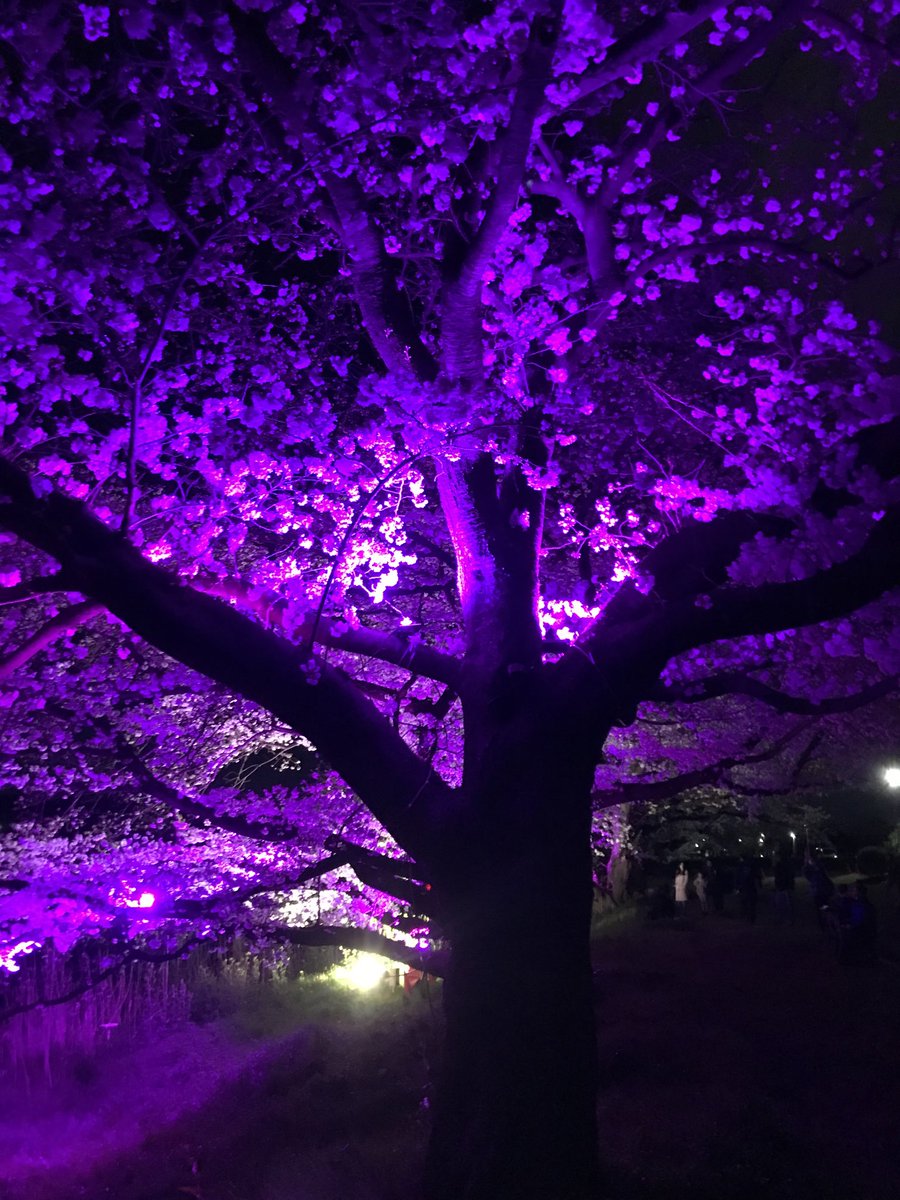 hasuda_iitoko's tweet photo. 金曜の夜
地元・蓮田市の元荒川沿い、桜ライトアップを堪能したよ
限られた予算の中で春の夜長を楽しませてくれて、ありがたいね
#元荒川 #蓮田市 #さくら #桜 #桜ライトアップ #花見 #はすだ観光協会 #ライトアップ #hasudacity #埼玉県 https://t.co/UGhmys840W