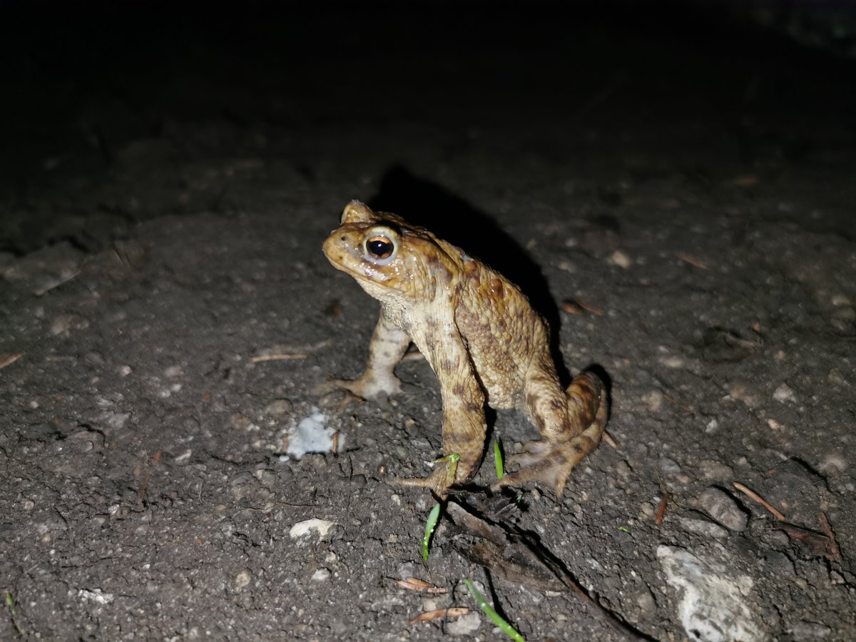 During the spring months, we can witness the mass migration of amphibians 🐸, which often cross busy roads. Here’s a male toad standing upright while looking out for a potential mate.
Wishing you a great weekend from the Molecular Ecology Group 🧬!
#amphibian #migration