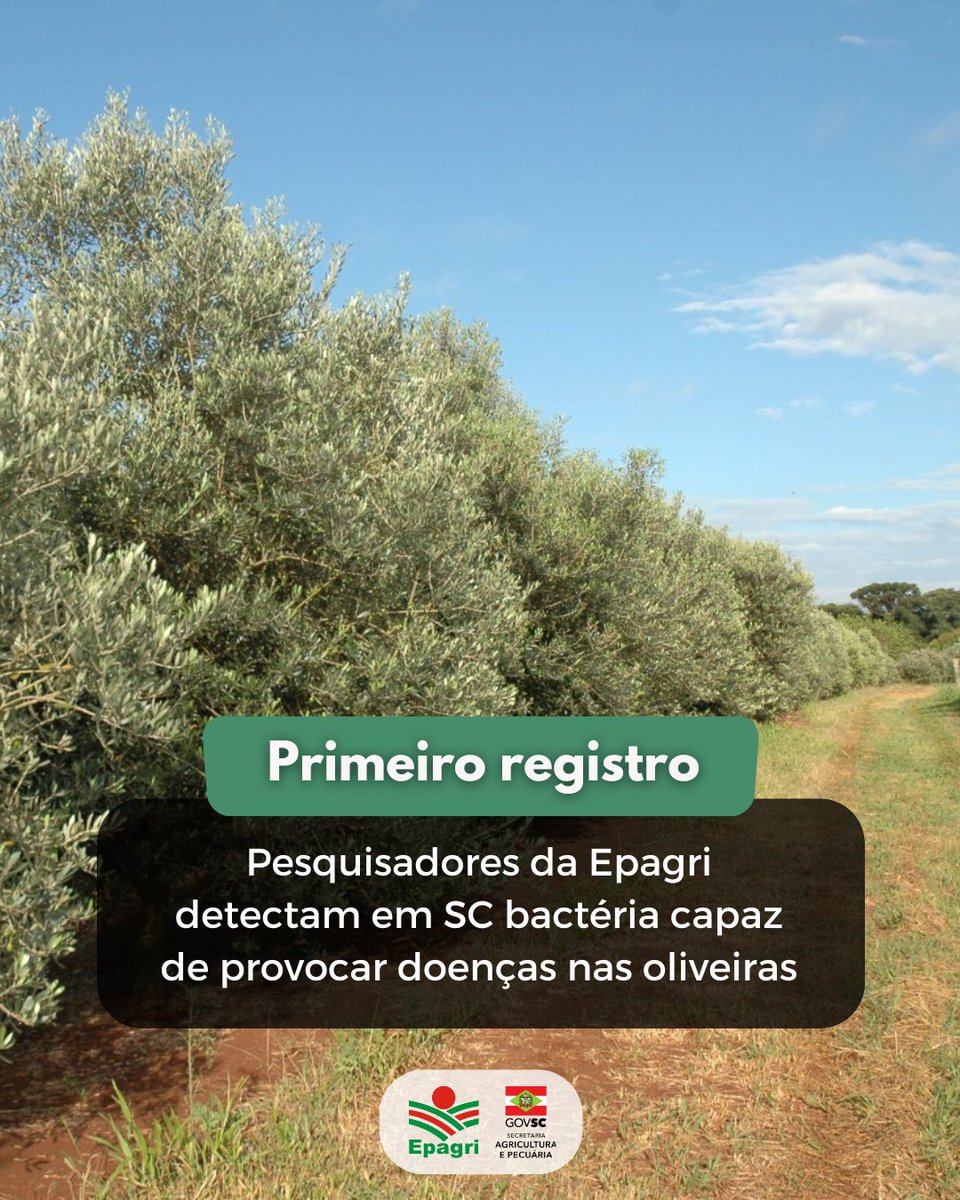 ⚠️ A presença da bactéria Xylella fastidiosa subsp. pauca (Xfp) foi detectada pela primeira vez em oliveiras de Santa Catarina. O estudo é fruto do trabalho de pesquisadores da Epagri em parceria outras instituições.

👉Vem saber mais: x.gd/FThRq

#oliveiras