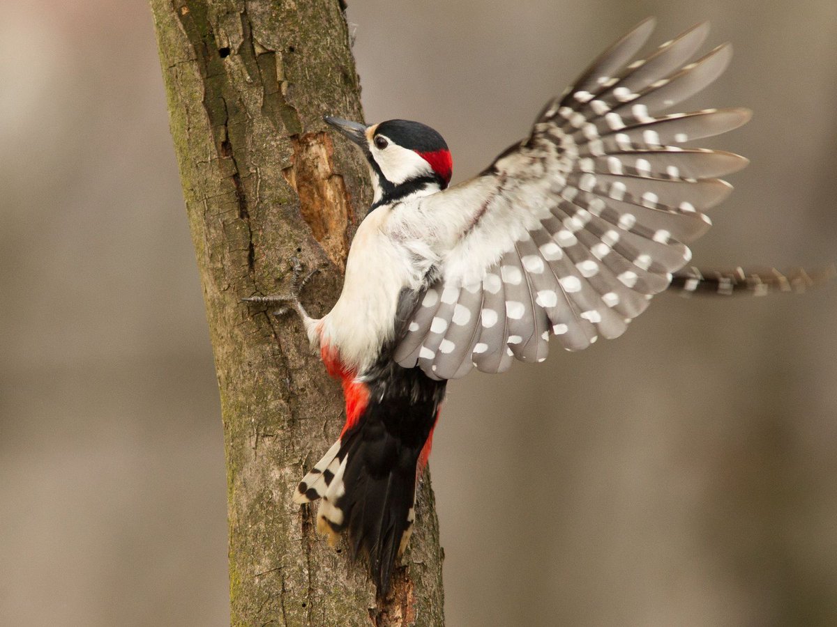Heb jij de specht al gehoord? 🔨 In het voorjaar klinkt zijn roffel weer door het duin. De grote bonte specht roept: “Hier woon ik!” of “Zin in een date?” 😉 Wist je dat hij geen hoofdpijn krijgt van timmeren én een eigen roffelritme heeft?  #grotebontespecht #broedseizoen