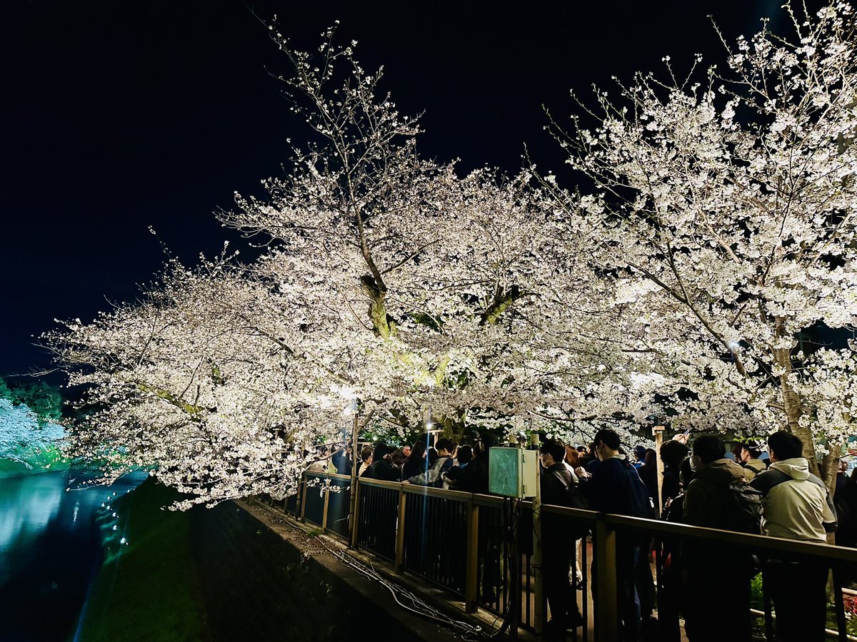 t_kun0107's tweet photo. 夜桜観てきたよ🌸
#千鳥ヶ淵緑道 #皇居 #桜 https://t.co/6hMZpAvSb5