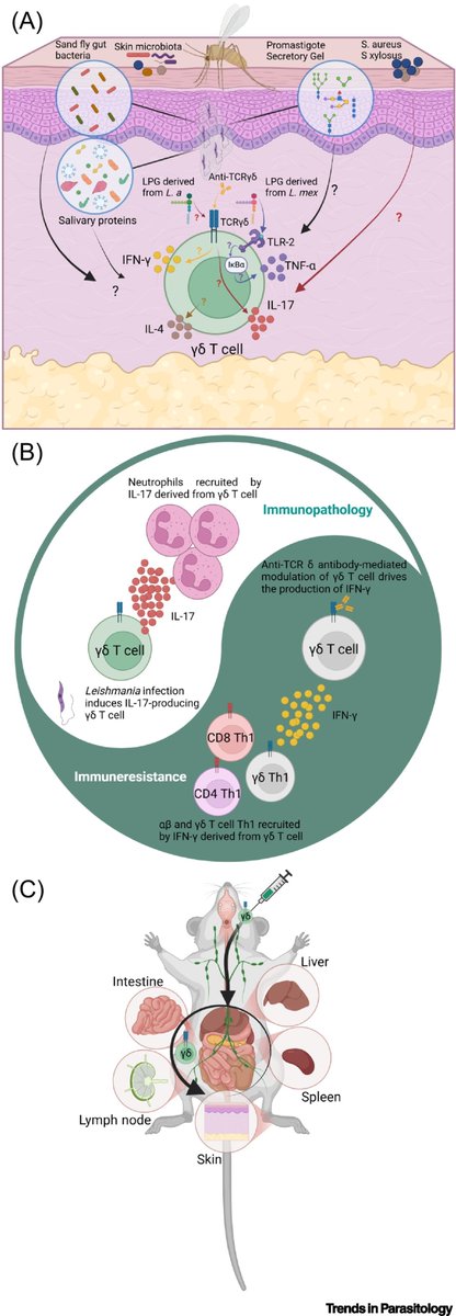 Trends in Parasitology (@trendsparasitol) on Twitter photo Drs <a href="/Juliosds1/">Júlio Souza dos-Santos</a> & <a href="/hlmguedes/">Herbert Leonel de Matos Guedes</a> review #γδTcells in #leishmaniasis: intrinsic factors & outcomes. #Leishmania #Lipophosphoglycan #IL17 #Neutrophil #IFNγ <a href="/ufrj/">UFRJ</a> <a href="/fiocruz_en/">Fiocruz in English</a>
authors.elsevier.com/a/1ktAi5Eb1xN6… Drs <a href="/Juliosds1/">Júlio Souza dos-Santos</a> & <a href="/hlmguedes/">Herbert Leonel de Matos Guedes</a> review #γδTcells in #leishmaniasis: intrinsic factors & outcomes. #Leishmania #Lipophosphoglycan #IL17 #Neutrophil #IFNγ <a href="/ufrj/">UFRJ</a> <a href="/fiocruz_en/">Fiocruz in English</a>
authors.elsevier.com/a/1ktAi5Eb1xN6…