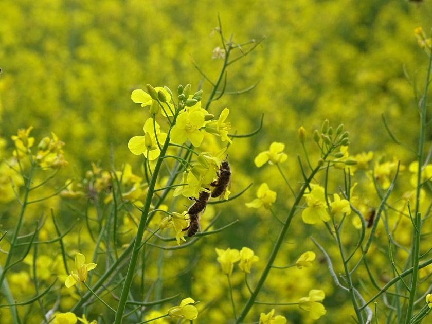 BeesBishops's tweet image. Spring is vital for UK honeybees as they seek nectar and pollen to grow their colonies. Key early forage plants include willow, dandelion, blackthorn, and hawthorn. To aid bees, plant crocuses, snowdrops, and lungwort in your garden for early nourishment.

#SpringForage