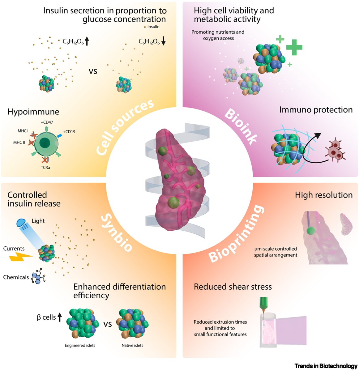 rlevato (@riclevato) on Twitter photo New trends in #bioprinting and #synbio can create exciting avenues for #diabetes research and therapy! Check out our paper <a href="/TrendsinBiotech/">Trends in Biotechnology</a>
from <a href="/biomaker_/">Davide Ribezzi</a> et al.
🔗 Open Access article: sciencedirect.com/science/articl…
<a href="/RMUtrecht/">RM Utrecht</a> <a href="/VET_UniUtrecht/">Diergeneeskunde</a> <a href="/UMCUtrecht/">UMC Utrecht</a> <a href="/SanRaffaeleMI/">Ospedale San Raffaele</a> <a href="/ISBioFab/">Intl Soc Biofab</a> New trends in #bioprinting and #synbio can create exciting avenues for #diabetes research and therapy! Check out our paper <a href="/TrendsinBiotech/">Trends in Biotechnology</a>
from <a href="/biomaker_/">Davide Ribezzi</a> et al.
🔗 Open Access article: sciencedirect.com/science/articl…
<a href="/RMUtrecht/">RM Utrecht</a> <a href="/VET_UniUtrecht/">Diergeneeskunde</a> <a href="/UMCUtrecht/">UMC Utrecht</a> <a href="/SanRaffaeleMI/">Ospedale San Raffaele</a> <a href="/ISBioFab/">Intl Soc Biofab</a>