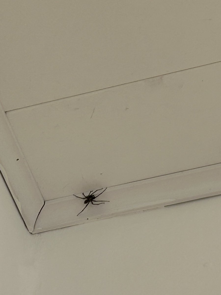 Es ist die große Winkelspinne 🥲