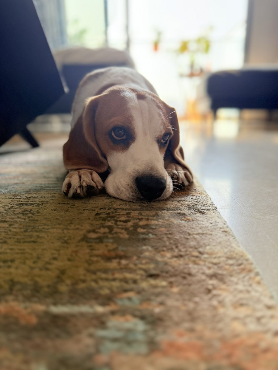 Yodatheunwise's tweet photo. @beaglefacts The big sulk! https://t.co/hguLNZ7Olf