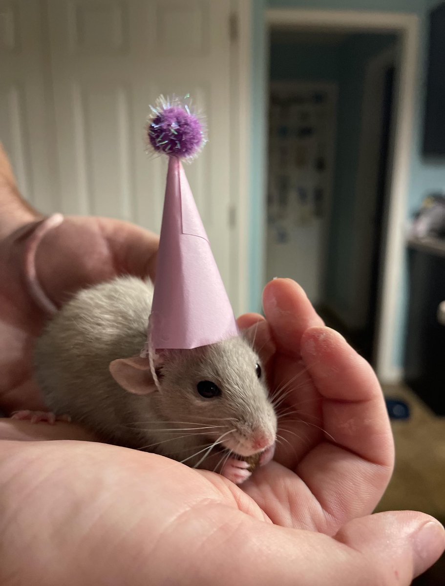 ItzDaMousey's tweet image. HAPPY RAT DAY FROM YOUR LOCAL RODENT GIRL!