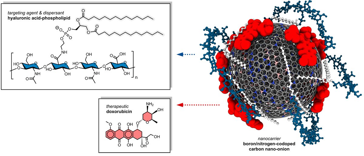 Michał Bartkowski (@michalbartkow) on Twitter photo Excited to share the new study from the Giordani group (<a href="/giordanisilvia/">Silvia Giordani</a>), with <a href="/HughMohan3/">Hugh Mohan</a> as first author, on B/N-doped carbon nano-onion nanocarriers for targeted doxorubicin delivery in drug-resistant breast cancer.
👉 doi.org/10.1039/D4NR04…
<a href="/DCUChemistry/">DCU School of Chemical Sciences</a> #CancerResearch Excited to share the new study from the Giordani group (<a href="/giordanisilvia/">Silvia Giordani</a>), with <a href="/HughMohan3/">Hugh Mohan</a> as first author, on B/N-doped carbon nano-onion nanocarriers for targeted doxorubicin delivery in drug-resistant breast cancer.
👉 doi.org/10.1039/D4NR04…
<a href="/DCUChemistry/">DCU School of Chemical Sciences</a> #CancerResearch