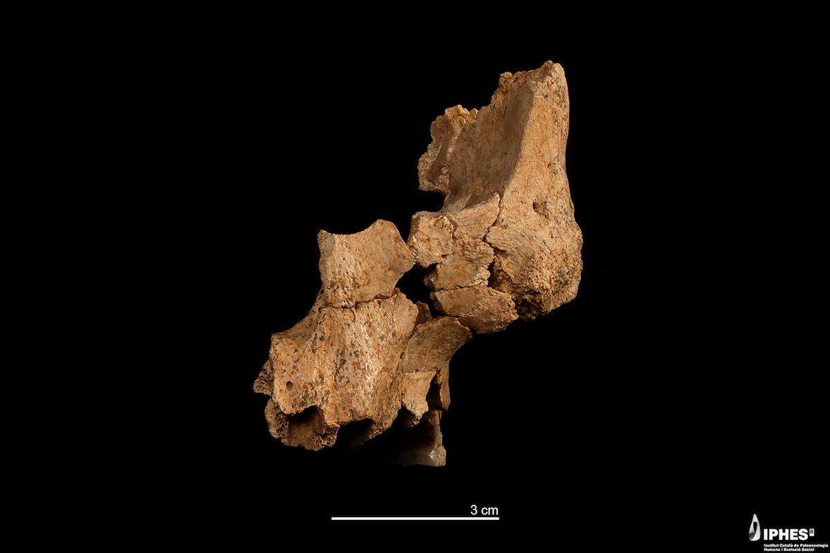 MuseoEvoluciónHumana tweet media