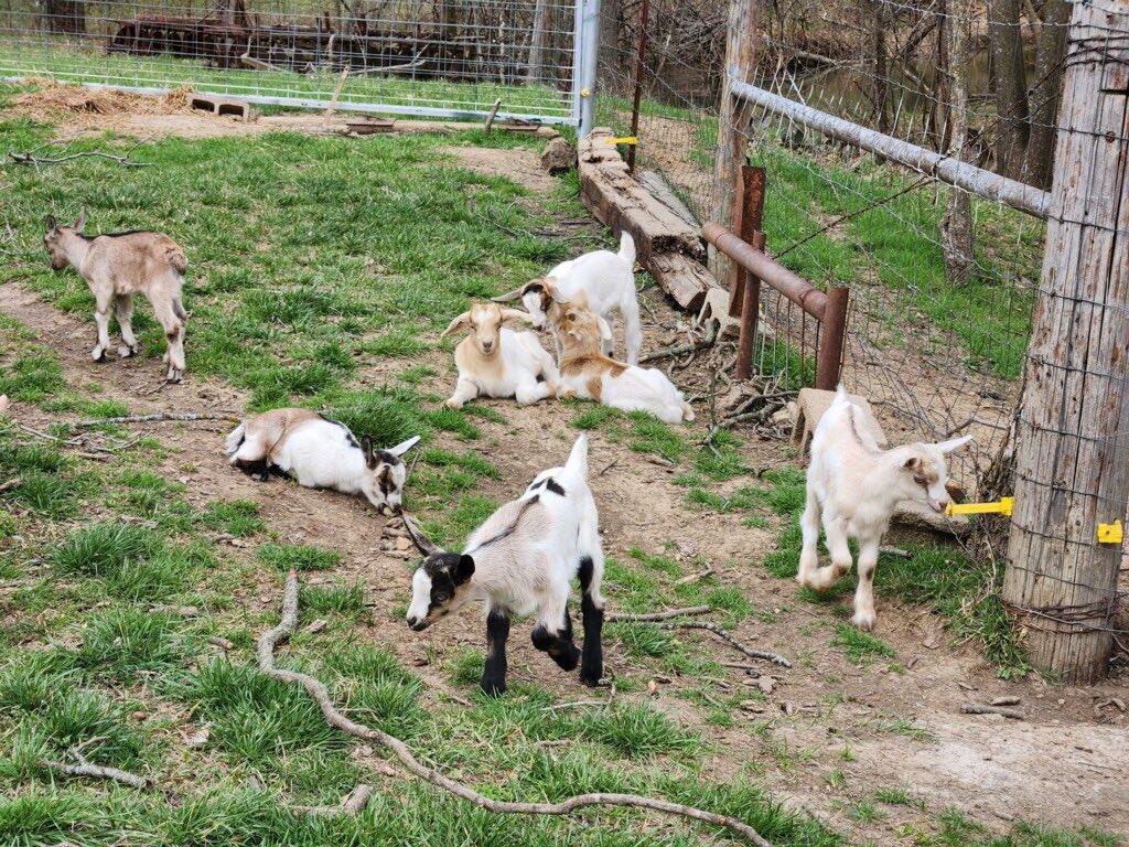 NEED GOAT’S MILK? LOOKING TO HAVE YOUR OWN GOATS? My best friend Laura has both for sale! She has alpine dairy goats, alpine/boer, alpine/kiko. Great milkers, great mamas, a bred yearling doe, as well as kids! The price is negotiable! If interested her number is (9186977332)