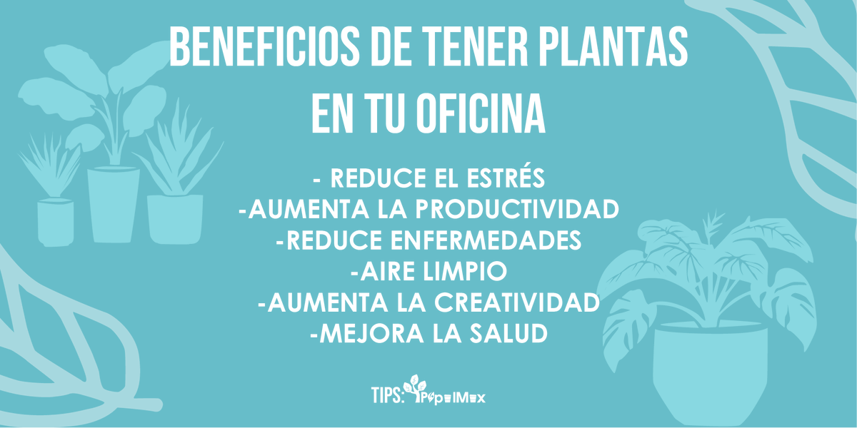 PapelMex's tweet photo. Tips PapelMex:
Beneficios de tener plantas en tu oficina!
🪴🍃😌 https://t.co/jsGcDrxujP