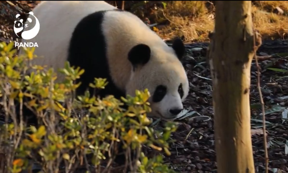 mickeyminnie611's tweet photo. #妮妮 #NiNi
#大妮 #DaNi
#小妮 #XiaoNi
趁“妮大”麻麻吃饭的功夫,两只熊宝一溜烟地开始了爬高高探索!
cr. 成都大熊猫繁育研究基地weibo https://t.co/Xl4gITEFM1
