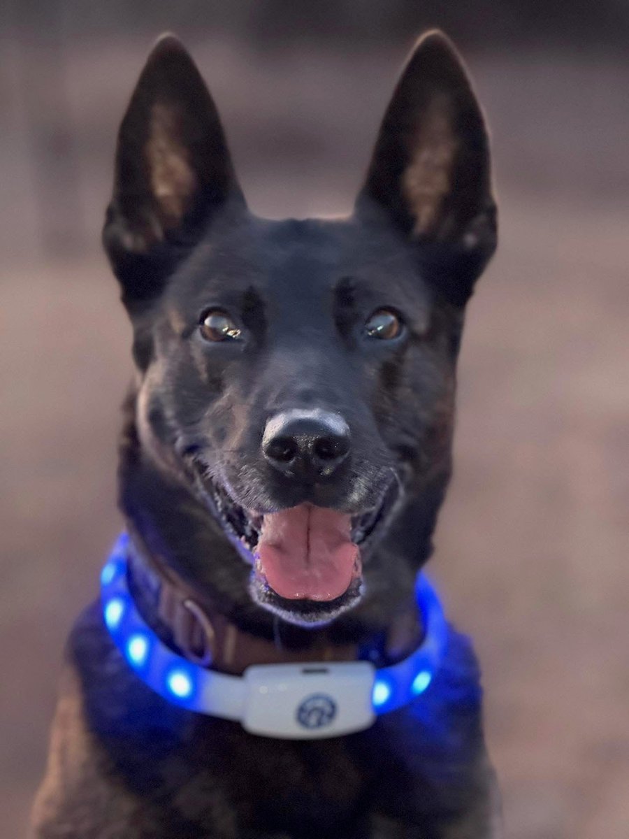 ProjectK9Hero's tweet photo. 💡 See Your Dog—Even in the Dark! 🐾
The PK9H-branded @halo_lights LED Safety Collar is now available at https://t.co/LcHz7YAqad!
🛒 Get yours today: https://t.co/9VxmwjEhC2
#ProjectK9Hero #HaloLights #SupportOurHeroes #LEDCollar https://t.co/2CbxZ7XX8u
