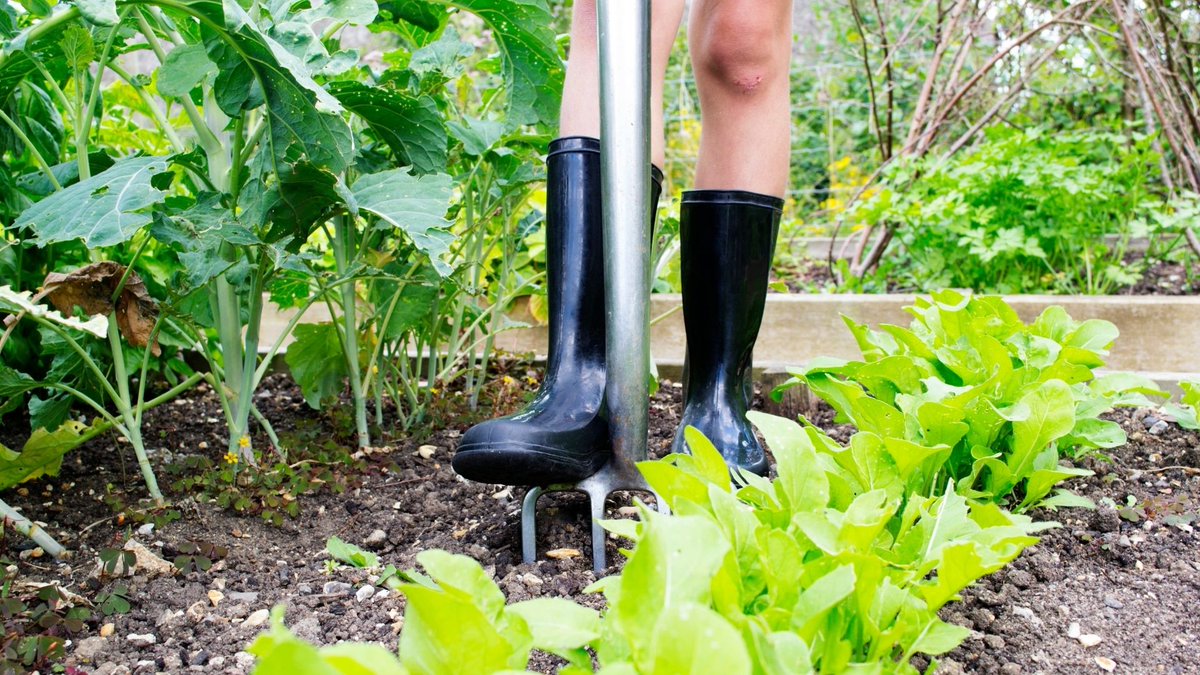 woordlicht's tweet image. Eten wordt steeds duurder. Waarom niet je eigen voedsel telen in de achtertuin of op het balkon? Ik leer het je! moestuinierenmetkinderen.nl/moestuincursus/ #inflatie #moestuintips #moestuin #tuintips #droogte