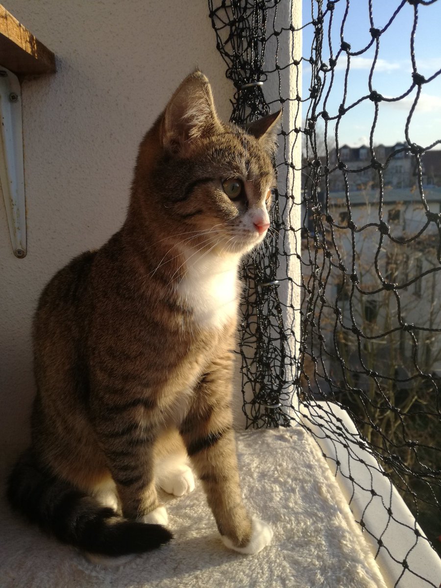 VitiaRex's tweet photo. An Ostersonntag jährt sich Tapsies Tod zum ersten Mal. Seither hat sich so viel verändert, wir sind nur noch zu viert, wir sind streifenlos, uns fehlt ein Brummelbienchen. Wir wissen, dass Lilly den Virus trägt und dass Feivi ihn nicht hat. Noch immer tut es weh, immer wieder. https://t.co/xz4z1NauSE