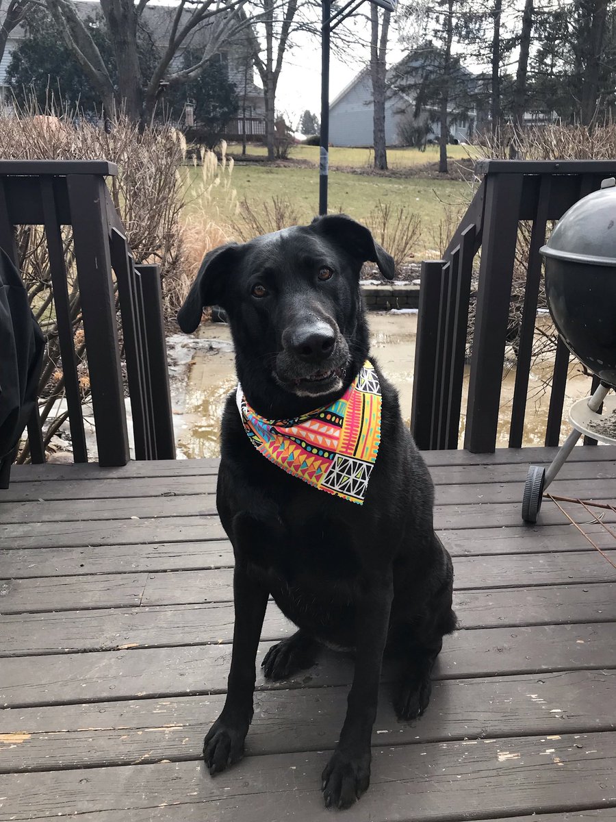 Lost our dear girl today 😢
Will miss her deeply 
#RaiderNation 
#RainbowBridge