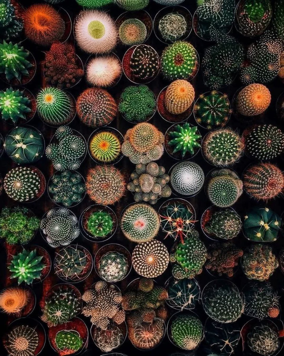 TheFlowerShow's tweet photo. Geometry was invented by nature 🤭
We just copied it 🤗 https://t.co/8v86YyeYsq