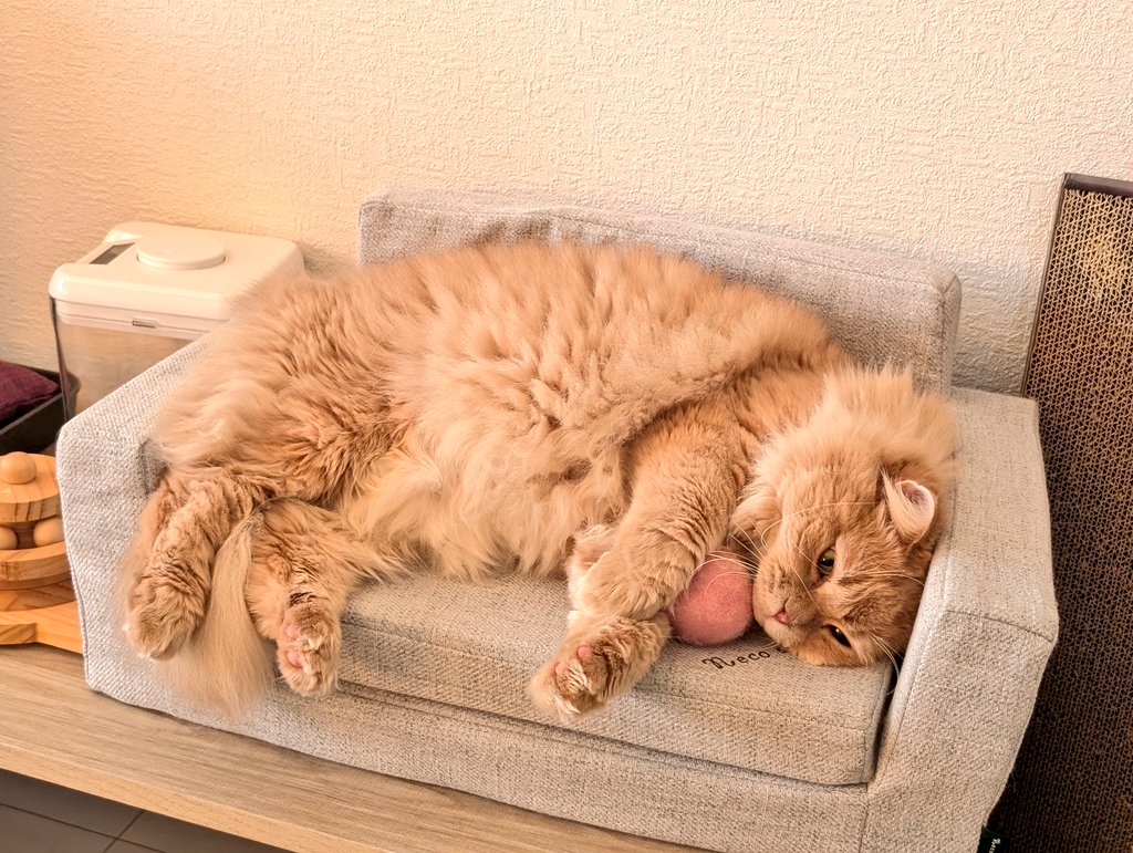 猫用ソファ使ってるのかわいい