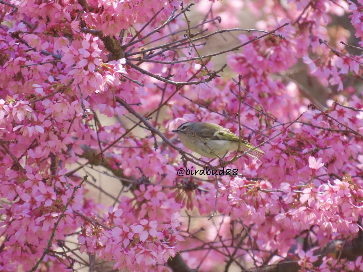 birdbud88's tweet photo. FOS Golden-crowned kinglet amongst the beautiful blooming πΈπΈπΈ #NaturePhotography #TwitterNatureCommunity #TwitterNaturePhotography #nature #birdwatching #BirdTwitter #birdphotography #kinglets https://t.co/yMLwuGSmZ4