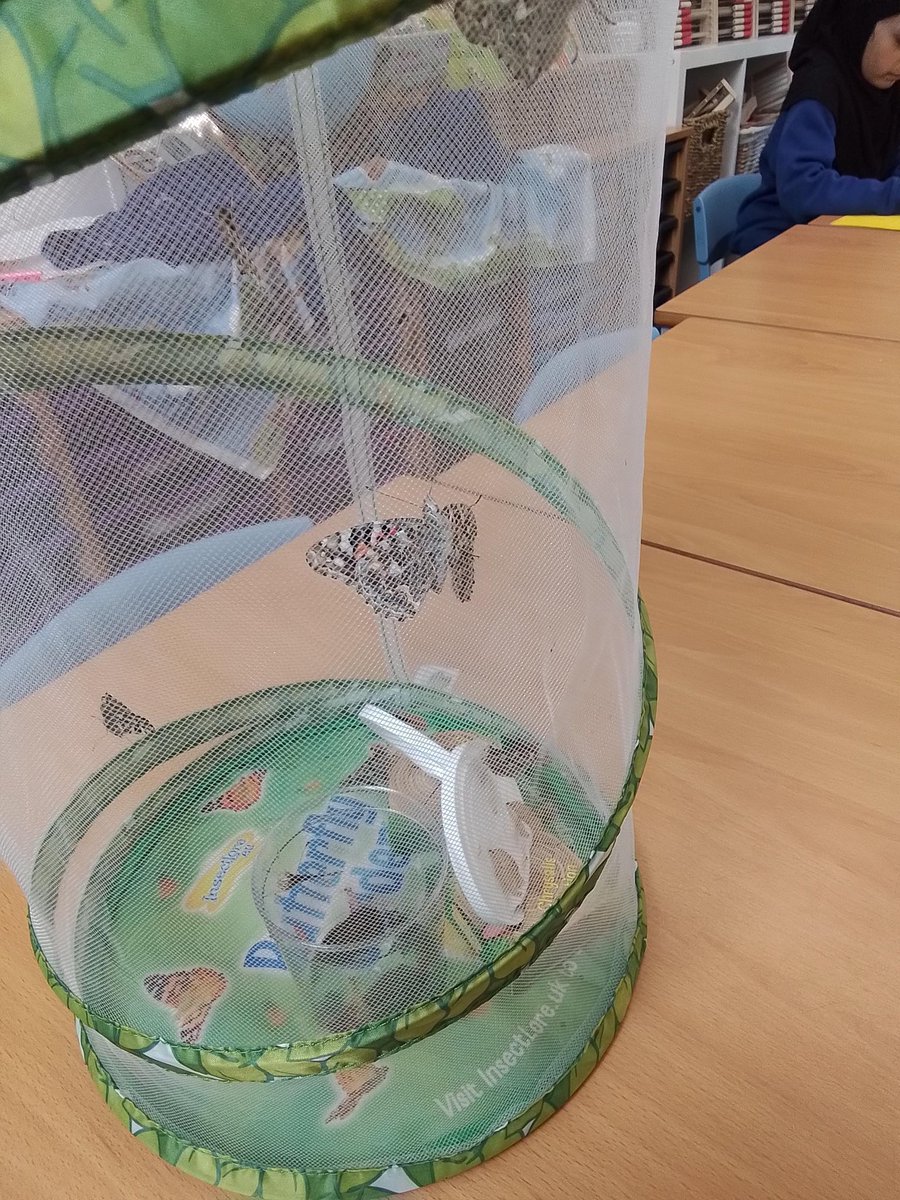 Mrs Jina (@mrsjina2) on Twitter photo Today, Year 2I said goodbye to their butterflies after enjoying the observation of their life cycle. The class discussed the different stages and even held some before they flew away!
<a href="/DeltaSouthmere/">Southmere Primary Academy</a> <a href="/MrsBinnsSMPA/">Mrs Binns</a> <a href="/GillianDelta/">Gillian Wiles</a>
#DeltaStars๐ #DeltaPupils #EssentialExperiences Today, Year 2I said goodbye to their butterflies after enjoying the observation of their life cycle. The class discussed the different stages and even held some before they flew away!
<a href="/DeltaSouthmere/">Southmere Primary Academy</a> <a href="/MrsBinnsSMPA/">Mrs Binns</a> <a href="/GillianDelta/">Gillian Wiles</a>
#DeltaStars๐ #DeltaPupils #EssentialExperiences