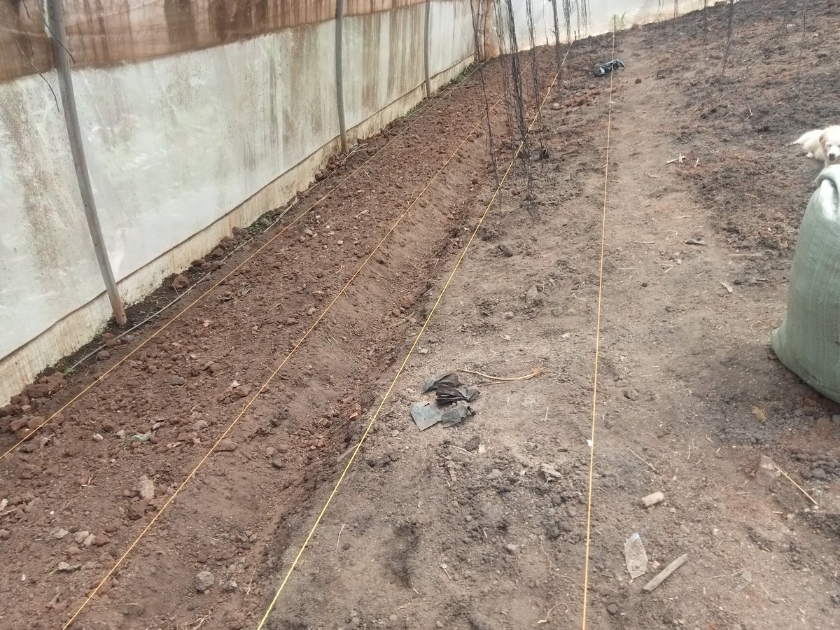SirajeSsengendo's tweet photo. Alright let's get back this farmer on her feet. Greenhouse as to be in production 24/7. Nothing like pity parties. @MAAIF_Uganda @KigoziMaggie @wamanya2 @MasegoShamiru @FrankTumwebazek @aBiDevtFinance @SandraNabasirye @jcniyomugabo @S_G_HOUSE @ryaf_agribiz https://t.co/kljLLmdv1y