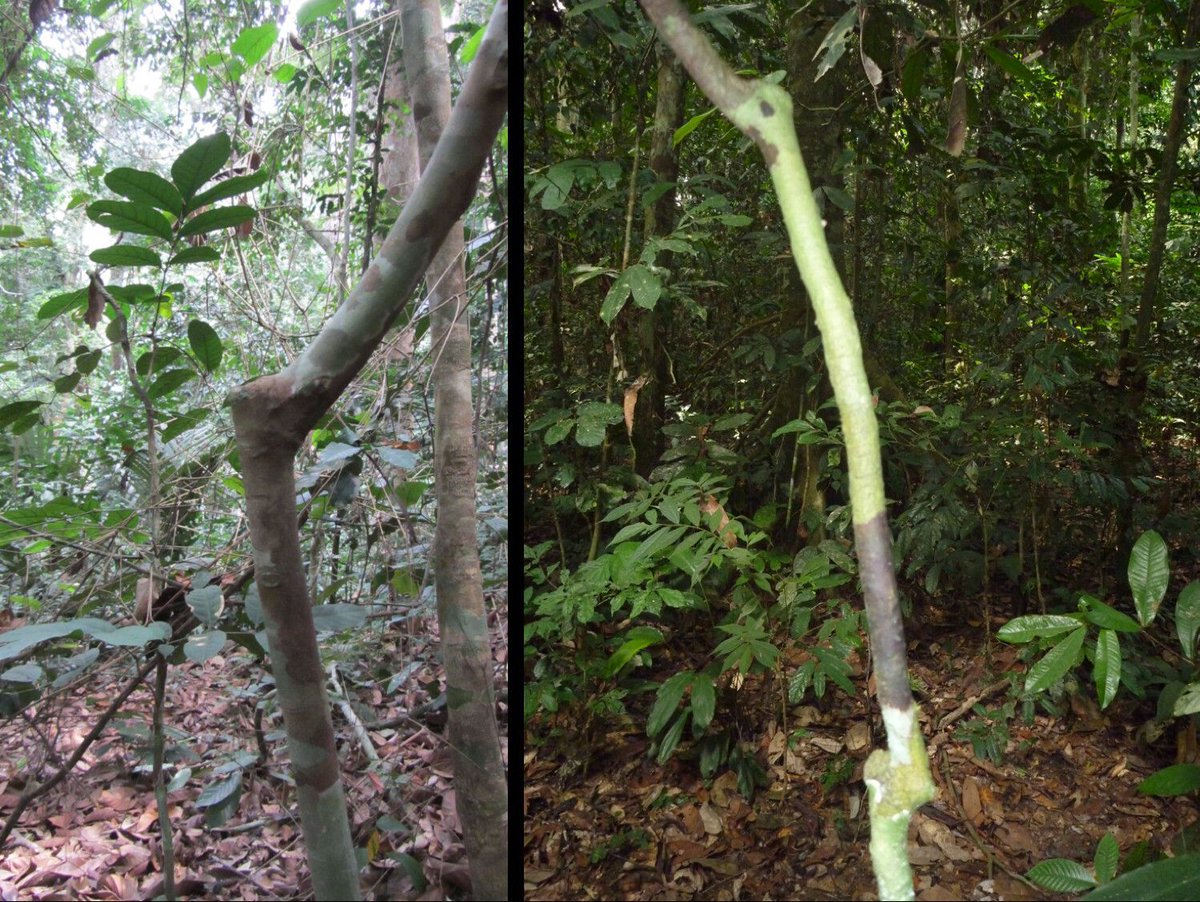 RSocPublishing's tweet image. Release of tree species diversity follows loss of elephants from evergreen tropical forests. Read the new #ProcB review: royalsocietypublishing.org/doi/10.1098/rs… #ecology #biodiversity