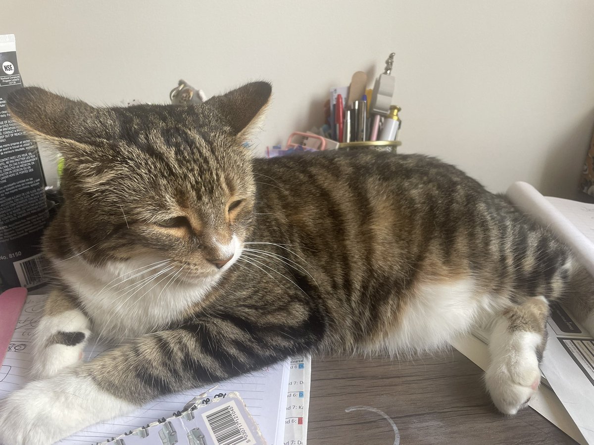 Helping Humum with her desk work… 📚 

happy #jellybellyfriday pals! Love Sox 🧦 👋😽❤️🌼💐☀️😻🐾

#CatsOfTwitter #friyay #FridayVibes #caturdayeve #FridayFeeling #friday