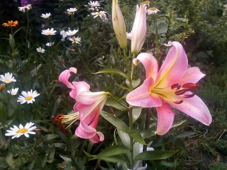 Nooni (@chaarpaai) on Twitter photo 