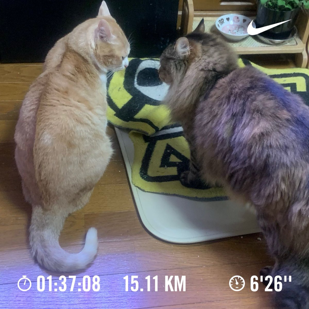 くろのす@12／7湘南国際マラソン (@cronoszx12r) on Twitter photo 