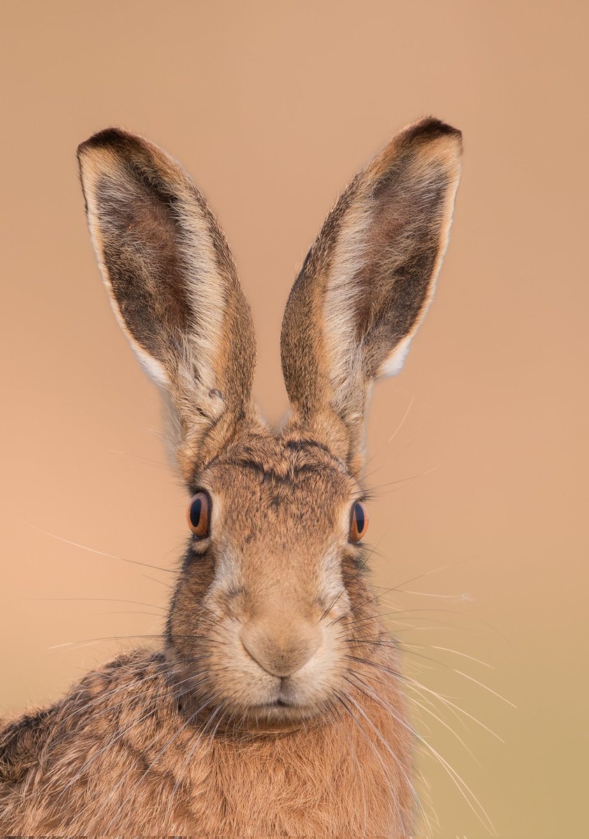 Found a wonderful location for local hares yesterday so opted for a return first thing this morning. Great hour or so spent with this very playful hare <a href="/WildlifeMag/">BBC Wildlife</a> <a href="/BBCSpringwatch/">BBC Springwatch</a>