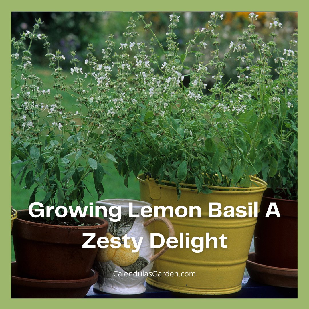 In this guide, we’ll explore how to grow Lemon Basil in your #garden along with its companion planting benefits and #health advantages.

calendulasgarden.com/growing-lemon-…