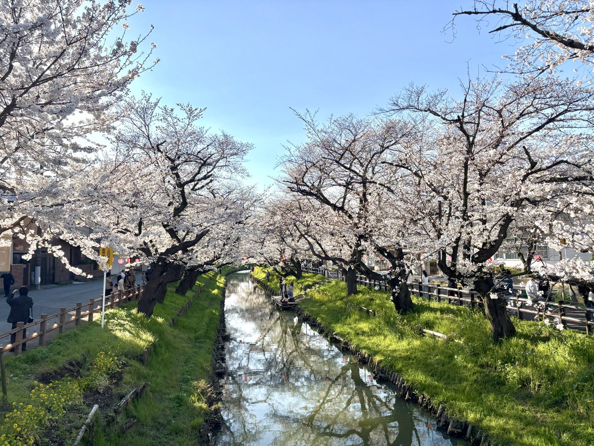 hikawa_kaikan's tweet photo. 神社裏の誉桜、満開です。 https://t.co/lRThAlVnsi