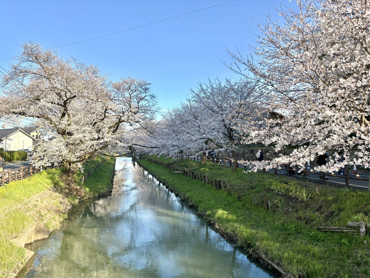 神社裏の誉桜、満開です。
