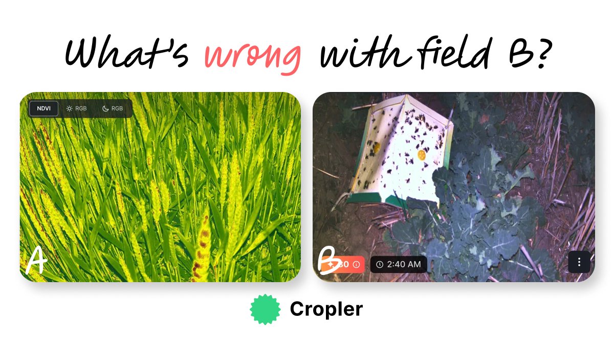 🌱 Agronomists, time for a quiz! What’s wrong with Field B?
✅ Reply with your diagnosis!
👉 Learn how NDVI detects issues early: shorturl.at/UAthU

#CropHealth #AgronomyTips
