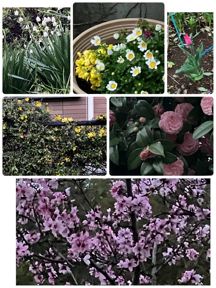 igusuke's tweet image. 雨降りすぎだけど、ちゃんと春はやってきてます🌸会社の帰り道の花たち💐