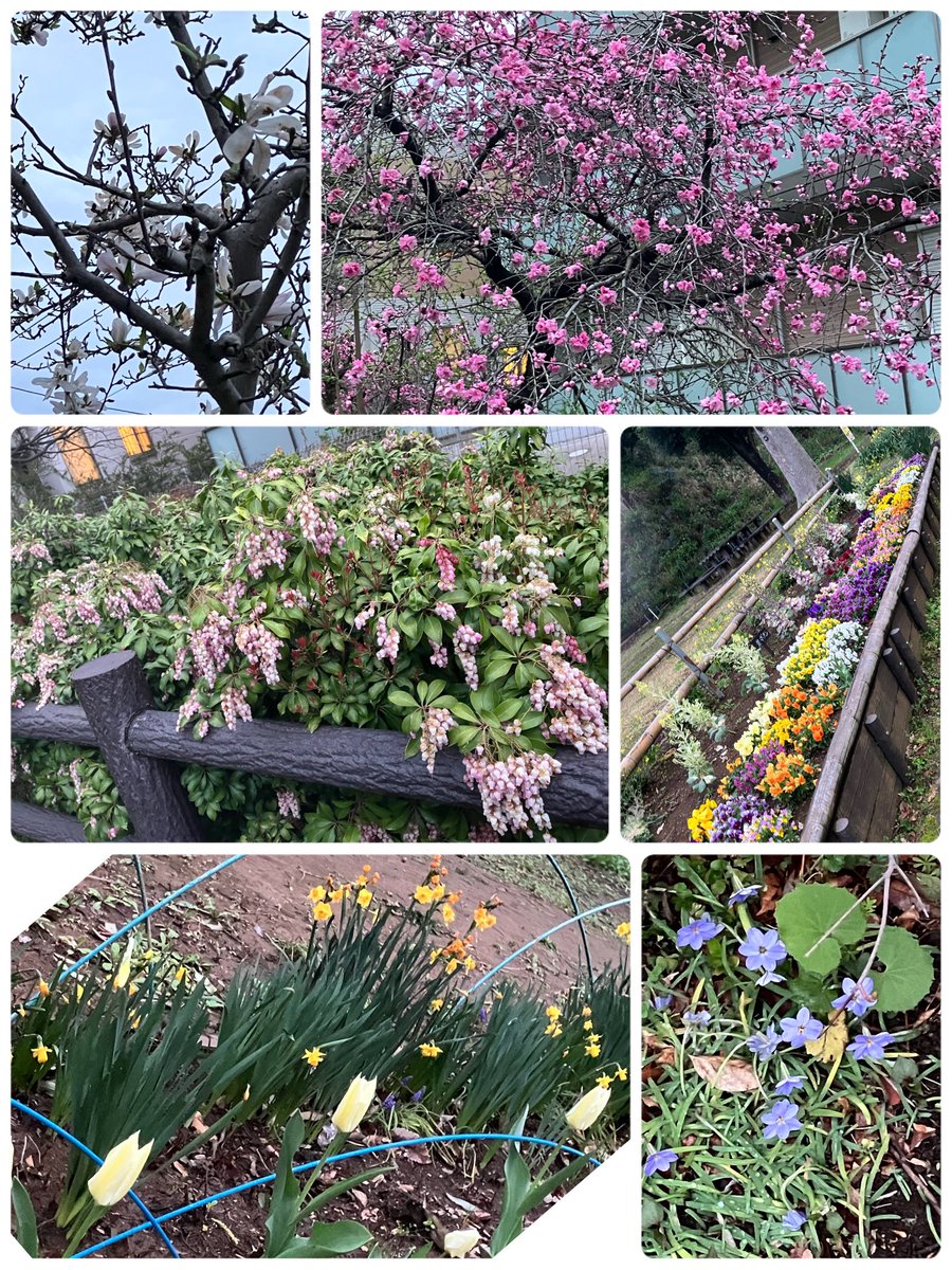 igusuke's tweet image. 雨降りすぎだけど、ちゃんと春はやってきてます🌸会社の帰り道の花たち💐