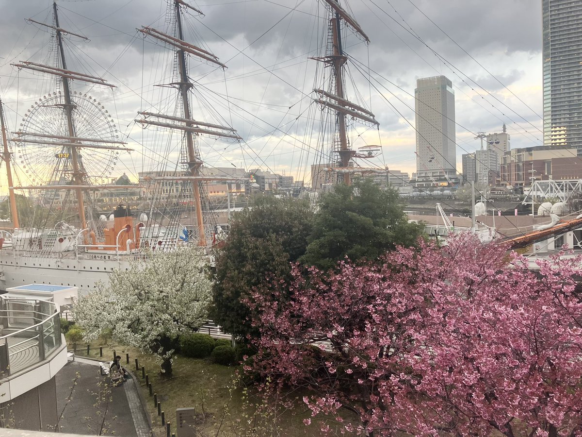 igusuke's tweet image. 雨降りすぎだけど、ちゃんと春はやってきてます🌸会社の帰り道の花たち💐