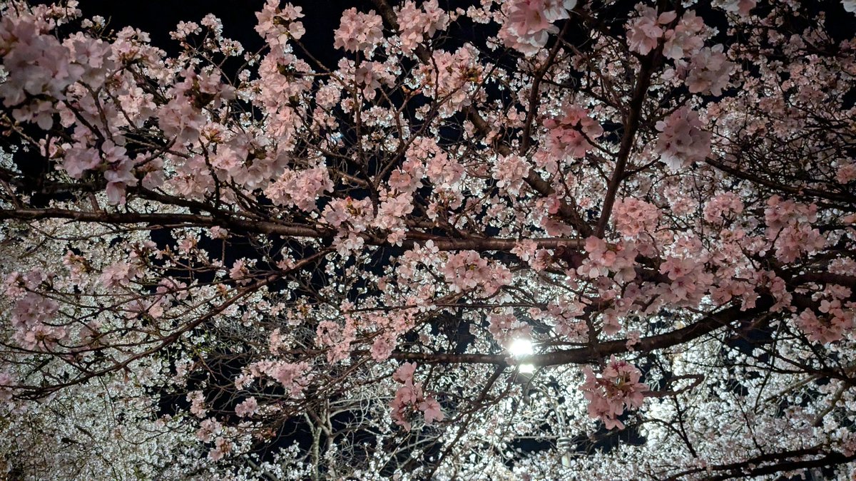 WitchHungry's tweet photo. 今週は久々にリアタイ！
夜桜とともに

#ペコラジオ

https://t.co/Ku5YmltK3Rにて放送中！ https://t.co/D92ObZdqlP