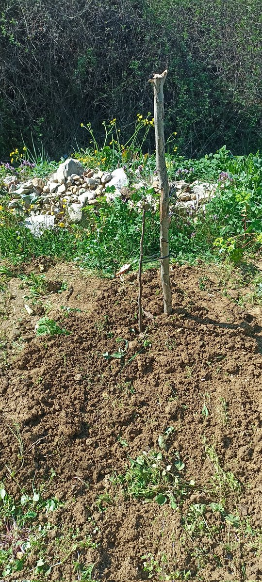 Bir dikili dalım vardı 
Şimdi 2 oldu 
Ben üzerime düşeni yaptım 
Gerisi Takdir-i İlahi 🤲