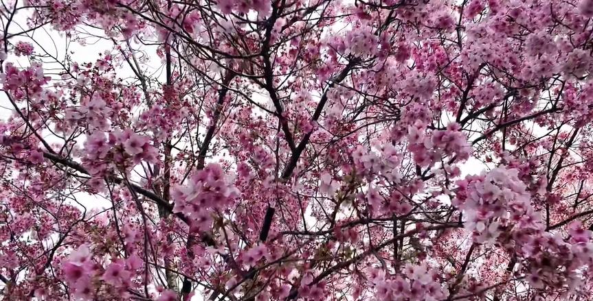 上野公園の桜です🌸
