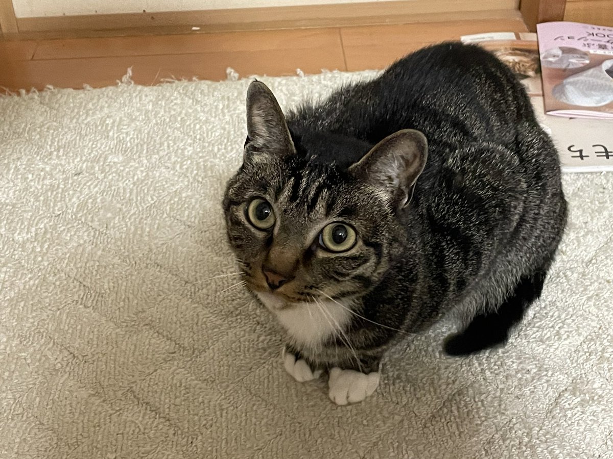 ツンデレ　チコちゃん tweet media