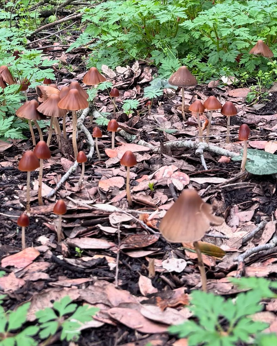 🌳Bosco delle Pianelle, from being a shelter for bandits, has become a natural unspoiled oasis, along the slopes of the namesake ravine, where one can relax, surrounded by the green.

#WeAreinPUGLIA

📸 <a href="/iama84/">.</a>