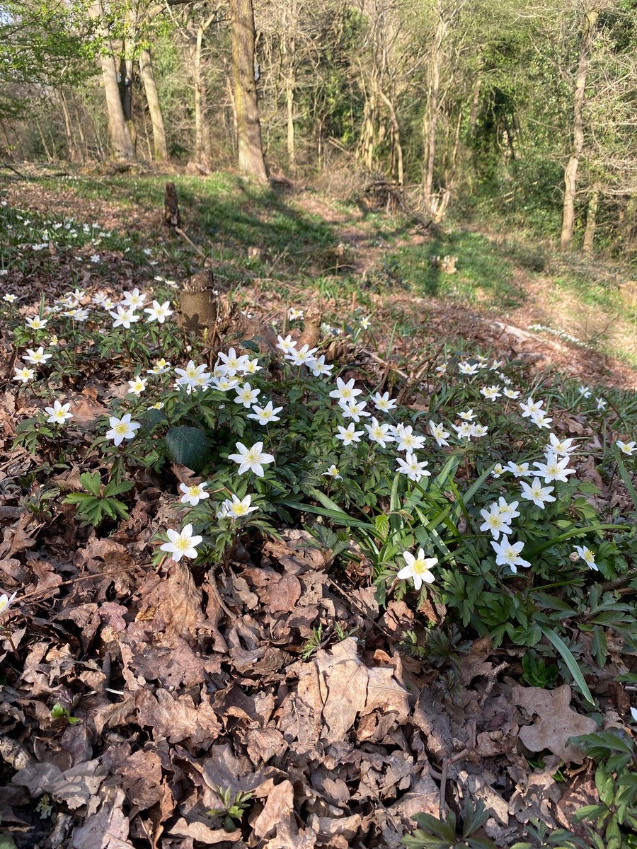 Now is a great time of year to look out for Wood anemone across all of the nature reserves in Dudley borough.
Wood anemone flowers early in spring making the most of dappled light conditions that reach the woodland floor.

Please share any of your Wood anemone photos with us
