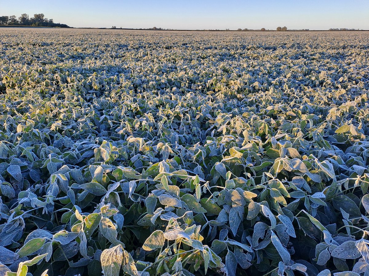 No olvidar que cuando el productor pierde, arrastra a todos los eslabones siguientes de la cadena.

Menor producción, menor ingreso de divisas.
Menor capital, menor inversión.